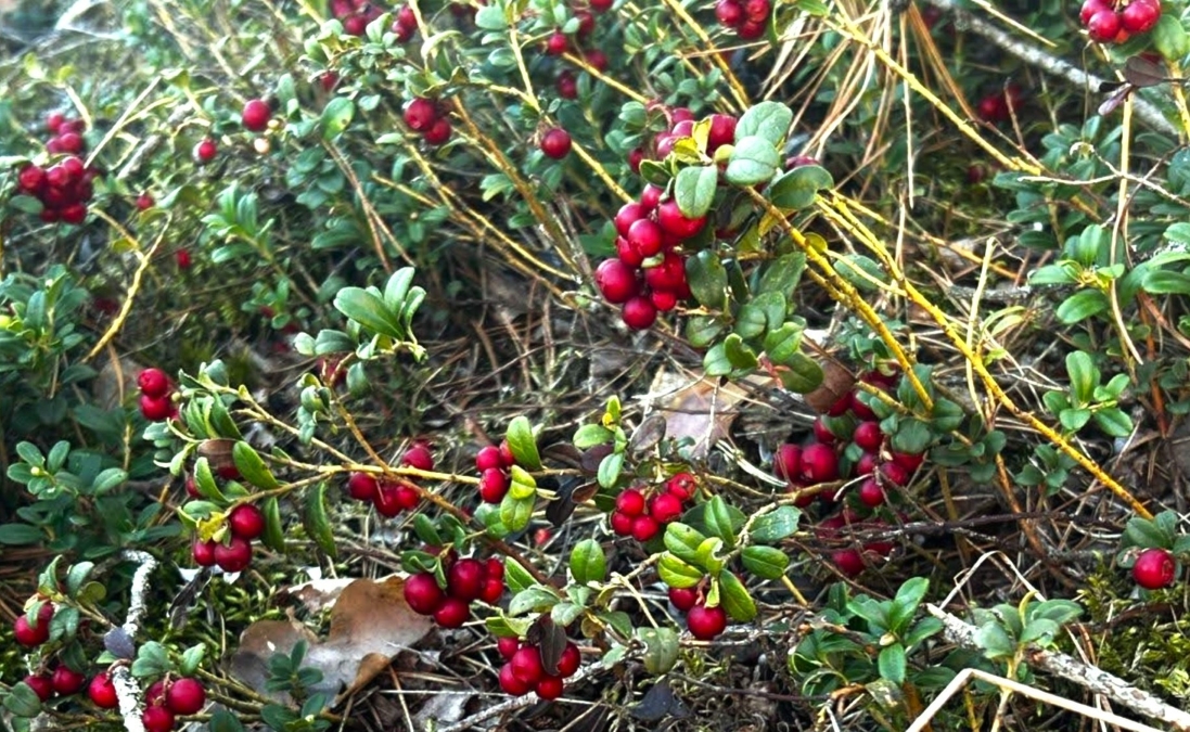 Nordic Freeze Dry lingon berries from Finland_1 Finnish lingonberries in the pure forest
